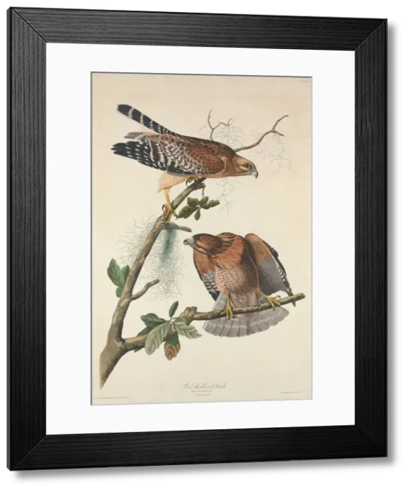 Framed Print : Red-shouldered Hawk, 1829. Creator: Robert Havell Framed Print : Red-shouldered Hawk, 1829. Creator: Robert Havell