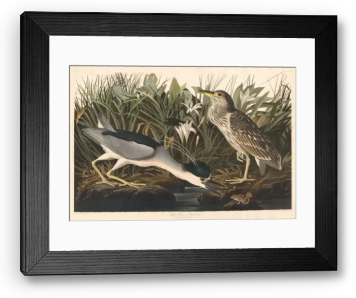 Framed Print : Night Heron or Qua bird, 1835. Creator: Robert Havell Framed Print : Night Heron or Qua bird, 1835. Creator: Robert Havell