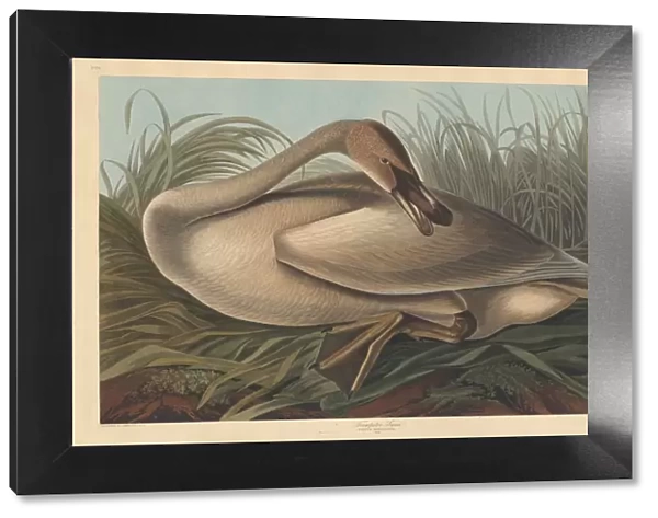 Trumpeter Swan, 1837. Creator: Robert Havell