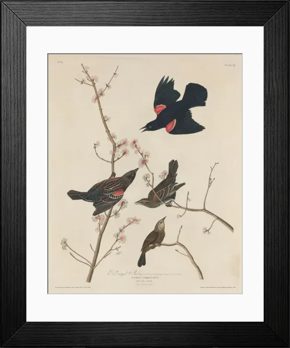 Framed Print : Red-winged Starling, 1829. Creator: Robert Havell Framed Print : Red-winged Starling, 1829. Creator: Robert Havell