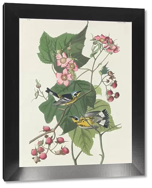 Black and Yellow Warbler, 1831. Creator: Robert Havell
