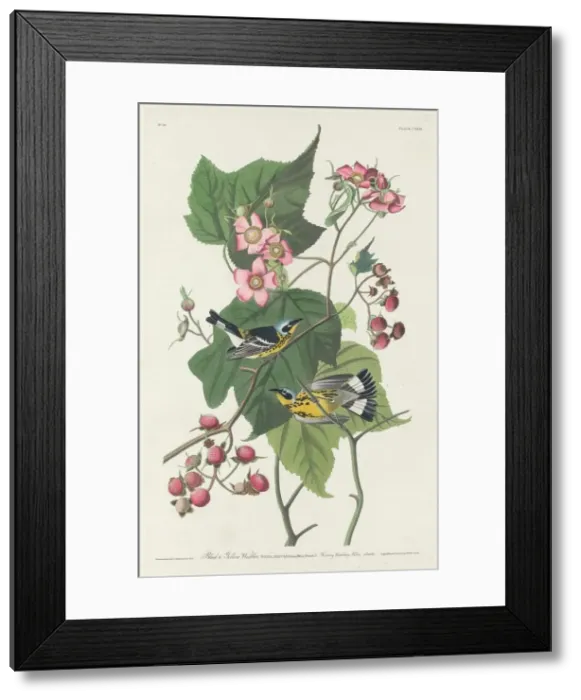 Framed Print : Black and Yellow Warbler, 1831. Creator: Robert Havell Framed Print : Black and Yellow Warbler, 1831. Creator: Robert Havell