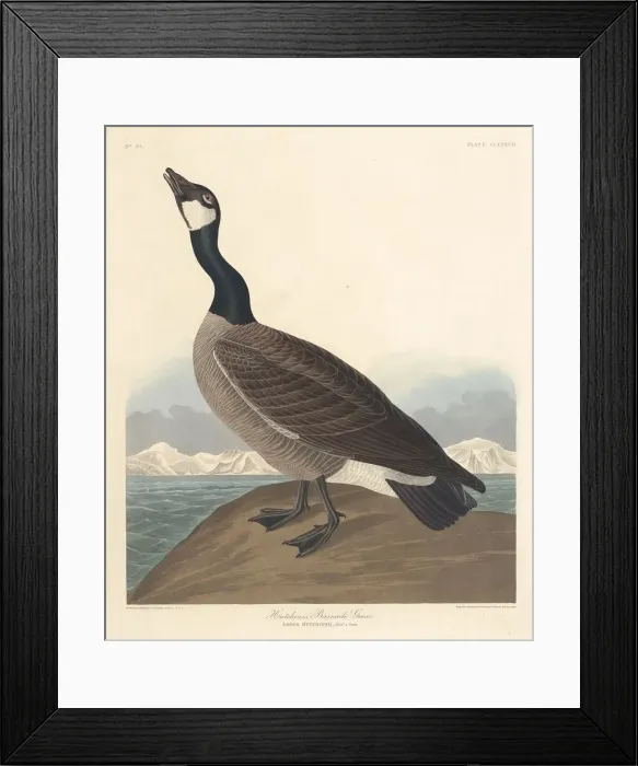 Framed Print : Hutchins Barnacle Goose, 1835. Creator: Robert Havell Framed Print : Hutchins Barnacle Goose, 1835. Creator: Robert Havell