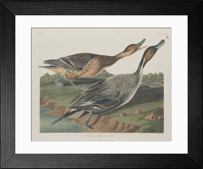 Framed Print : Pin-Tailed Duck, 1834. Creator: Robert Havell Framed Print : Pin-Tailed Duck, 1834. Creator: Robert Havell