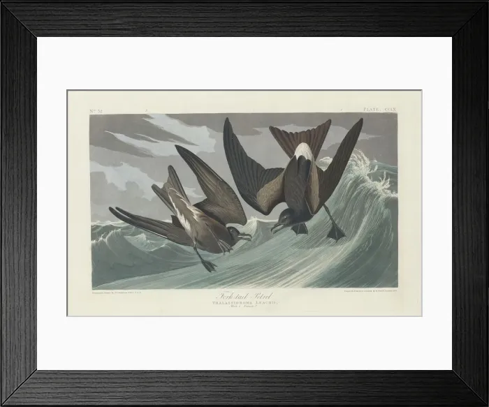 Framed Print : Fork-tailed Petrel, 1835. Creator: Robert Havell Framed Print : Fork-tailed Petrel, 1835. Creator: Robert Havell