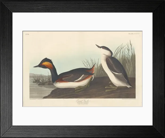 Framed Print : Eared Grebe, 1838. Creator: Robert Havell Framed Print : Eared Grebe, 1838. Creator: Robert Havell