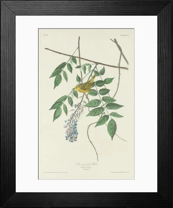 Framed Print : Blue-eyed Yellow Warbler, 1830. Creator: Robert Havell Framed Print : Blue-eyed Yellow Warbler, 1830. Creator: Robert Havell