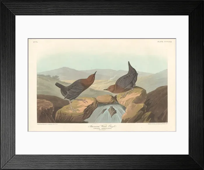 Framed Print : American Water Ouzel, 1837. Creator: Robert Havell Framed Print : American Water Ouzel, 1837. Creator: Robert Havell