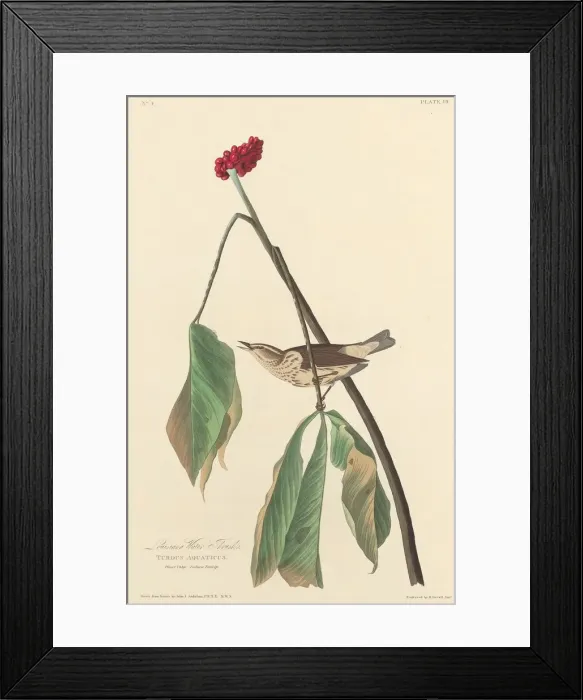 Framed Print : Louisiana Water Thrush, 1827. Creator: Robert Havell Framed Print : Louisiana Water Thrush, 1827. Creator: Robert Havell