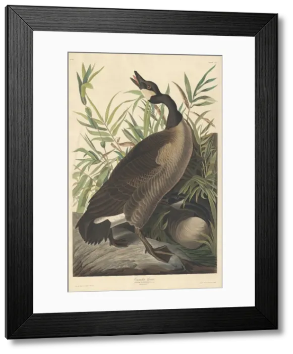 Framed Print : Canada Goose, 1834. Creator: Robert Havell Framed Print : Canada Goose, 1834. Creator: Robert Havell