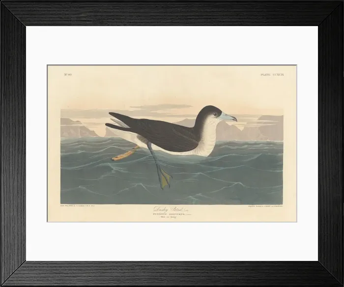 Framed Print : Dusky Petrel, 1836. Creator: Robert Havell Framed Print : Dusky Petrel, 1836. Creator: Robert Havell