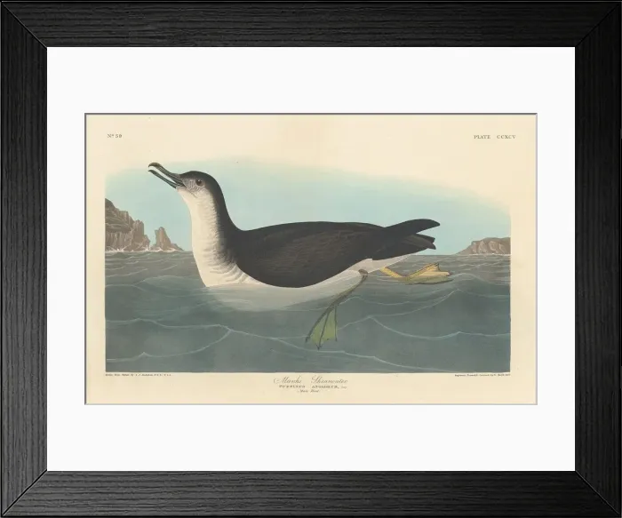 Framed Print : Manks Shearwater, 1836. Creator: Robert Havell Framed Print : Manks Shearwater, 1836. Creator: Robert Havell
