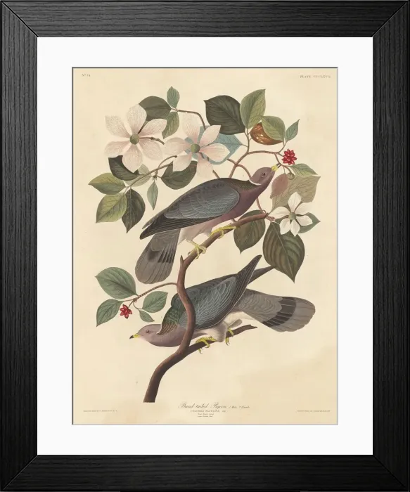 Framed Print : Band-tailed Pigeon, 1837. Creator: Robert Havell Framed Print : Band-tailed Pigeon, 1837. Creator: Robert Havell