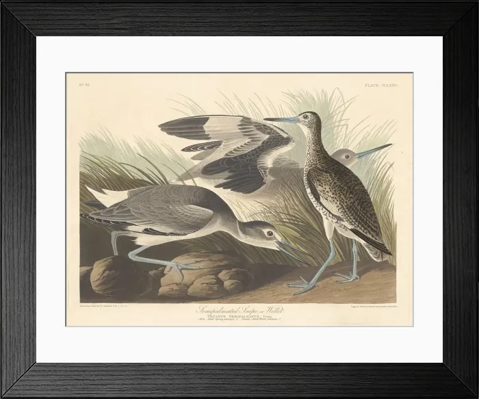 Framed Print : Semi-palmated Snipe or Willet, 1835. Creator: Robert Havell Framed Print : Semi-palmated Snipe or Willet, 1835. Creator: Robert Havell