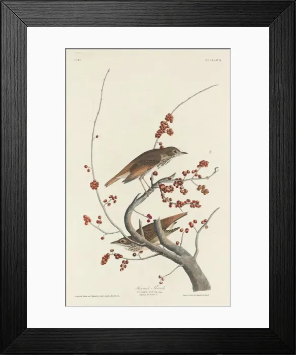 Framed Print : Hermit Thrush, 1829. Creator: Robert Havell Framed Print : Hermit Thrush, 1829. Creator: Robert Havell