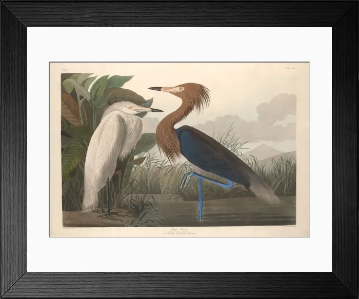 Framed Print : Purple Heron, 1835. Creator: Robert Havell Framed Print : Purple Heron, 1835. Creator: Robert Havell