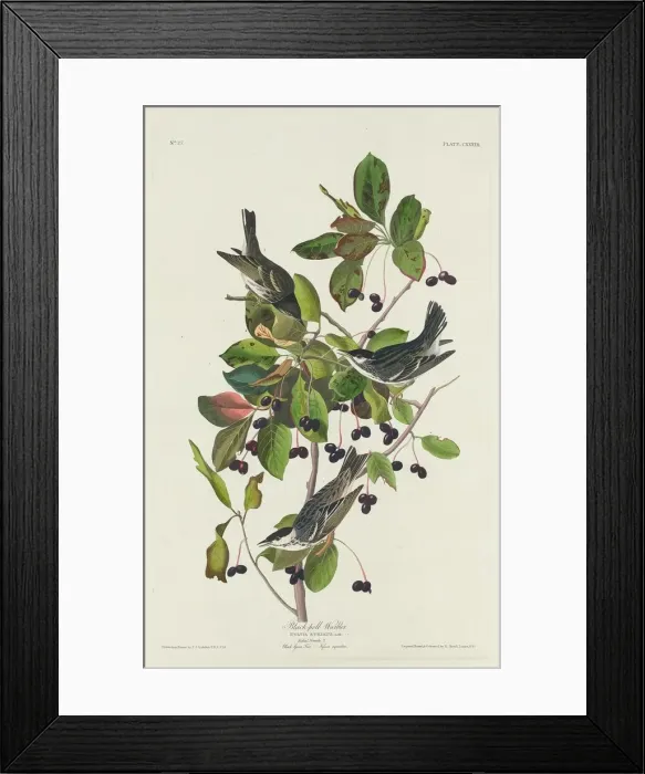 Framed Print : Black-Poll Warbler, 1832. Creator: Robert Havell Framed Print : Black-Poll Warbler, 1832. Creator: Robert Havell