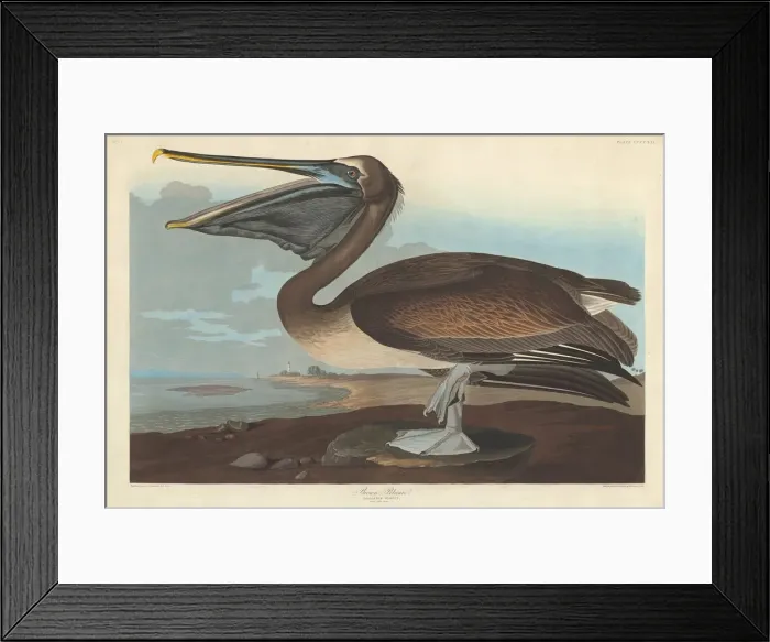 Framed Print : Brown Pelican, 1838. Creator: Robert Havell Framed Print : Brown Pelican, 1838. Creator: Robert Havell