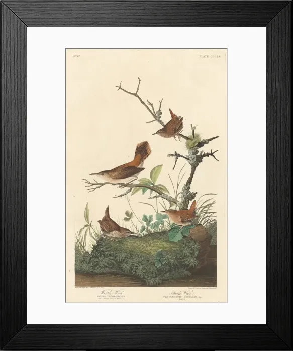 Framed Print : Winter Wren and Rock Wren, 1837. Creator: Robert Havell Framed Print : Winter Wren and Rock Wren, 1837. Creator: Robert Havell