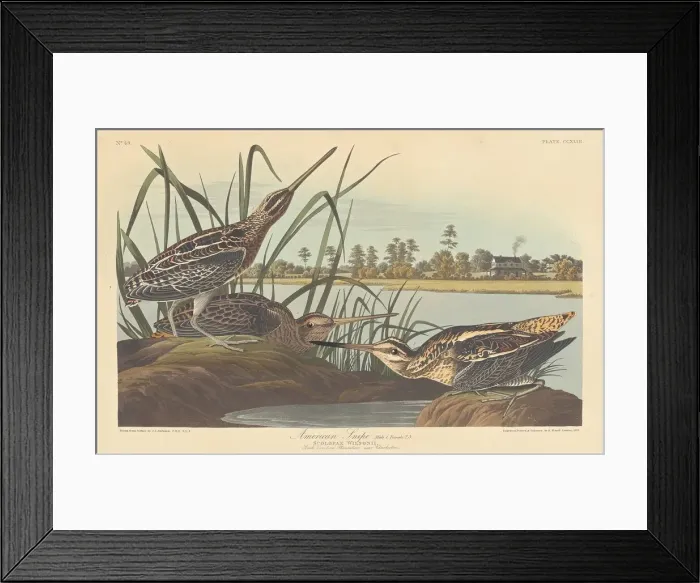 Framed Print : American Snipe, 1835. Creator: Robert Havell Framed Print : American Snipe, 1835. Creator: Robert Havell