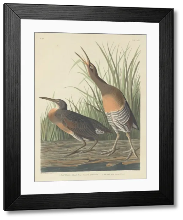 Framed Print : Salt Water Marsh Hen, 1834. Creator: Robert Havell Framed Print : Salt Water Marsh Hen, 1834. Creator: Robert Havell
