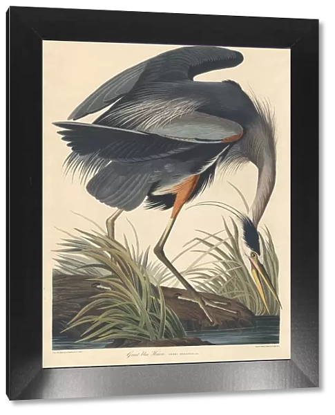 Great blue Heron, 1834. Creator: Robert Havell