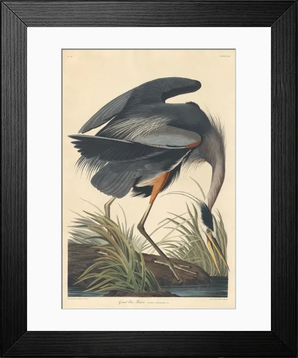 Framed Print : Great blue Heron, 1834. Creator: Robert Havell Framed Print : Great blue Heron, 1834. Creator: Robert Havell