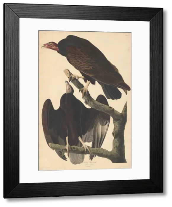 Framed Print : Turkey Buzzard, 1832. Creator: Robert Havell Framed Print : Turkey Buzzard, 1832. Creator: Robert Havell