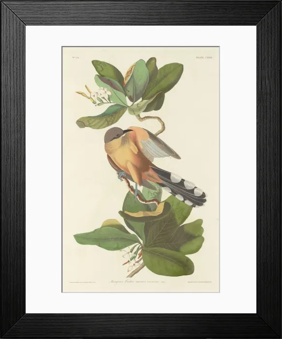 Framed Print : Mangrove Cuckoo, 1833. Creator: Robert Havell Framed Print : Mangrove Cuckoo, 1833. Creator: Robert Havell