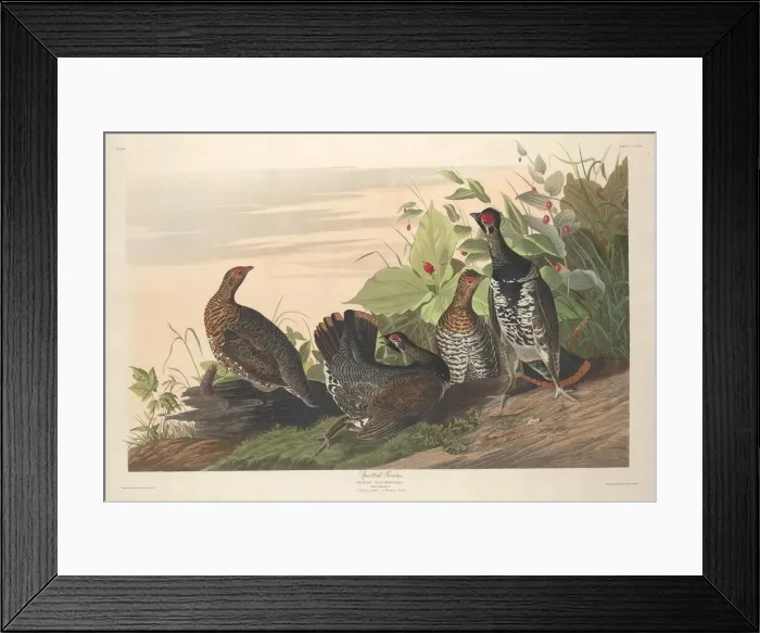 Framed Print : Spotted Grous, 1833. Creator: Robert Havell Framed Print : Spotted Grous, 1833. Creator: Robert Havell