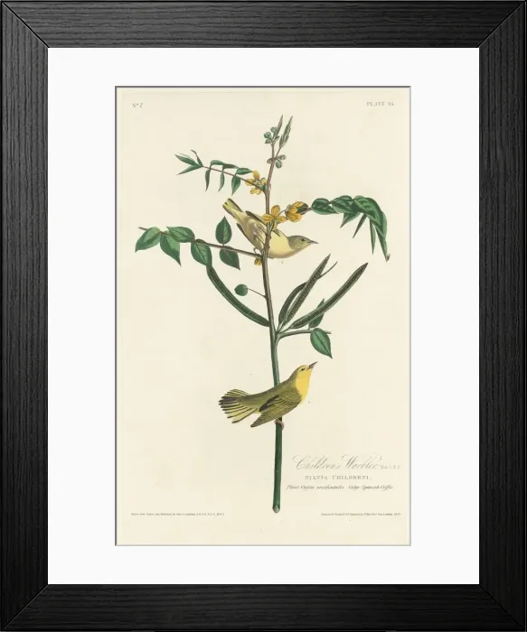 Framed Print : Childrens Warbler, 1828. Creator: Robert Havell Framed Print : Childrens Warbler, 1828. Creator: Robert Havell