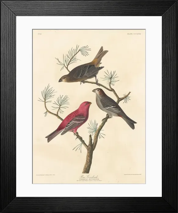 Framed Print : Pine Grosbeak, 1837. Creator: Robert Havell Framed Print : Pine Grosbeak, 1837. Creator: Robert Havell