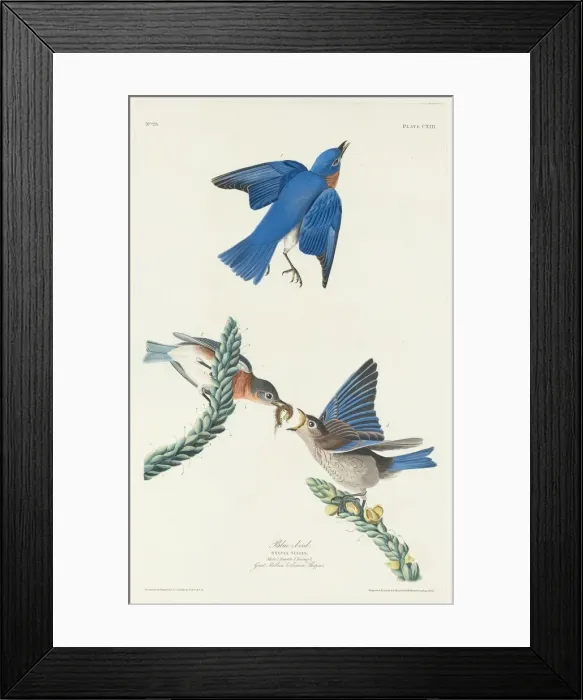 Framed Print : Blue-Bird, 1831. Creator: Robert Havell Framed Print : Blue-Bird, 1831. Creator: Robert Havell