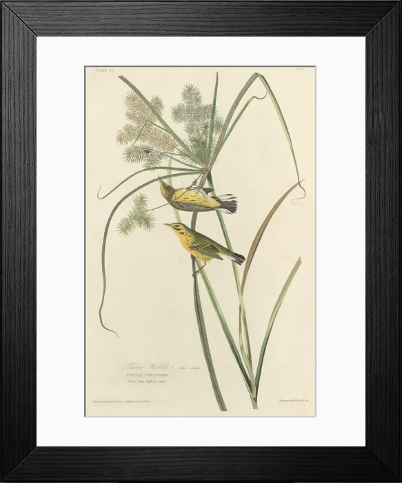 Framed Print : Prairie Warbler, 1827. Creator: Robert Havell Framed Print : Prairie Warbler, 1827. Creator: Robert Havell