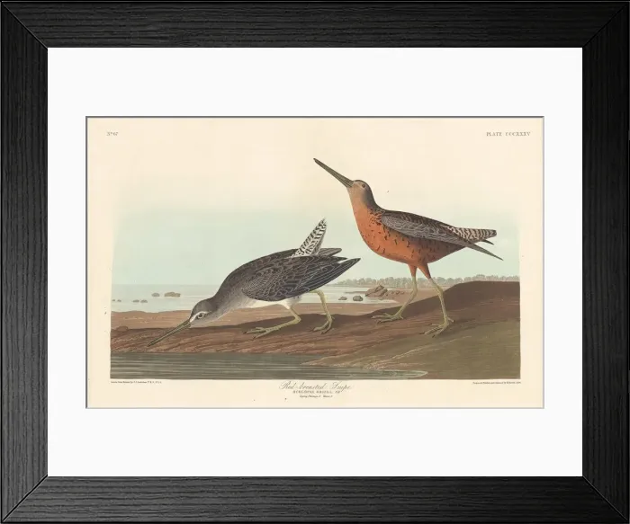 Framed Print : Red-breasted Snipe, 1836. Creator: Robert Havell Framed Print : Red-breasted Snipe, 1836. Creator: Robert Havell