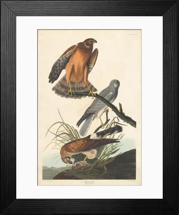 Framed Print : Marsh Hawk, 1837. Creator: Robert Havell