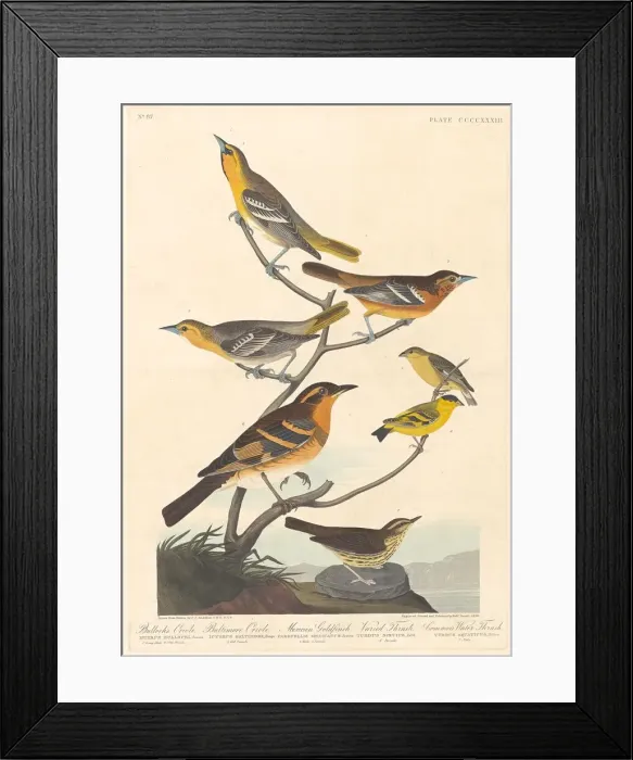 Framed Print : Bullocks Oriole, Baltimore Oriole, Mexican Goldfinch and Varied Thrush, 1838 Framed Print : Bullocks Oriole, Baltimore Oriole, Mexican Goldfinch and Varied Thrush, 1838