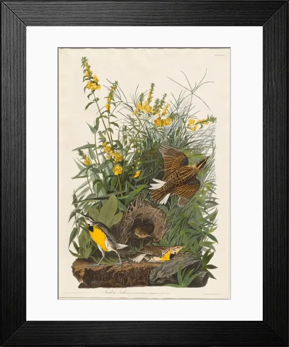 Framed Print : Meadow Lark, 1832. Creator: Robert Havell Framed Print : Meadow Lark, 1832. Creator: Robert Havell