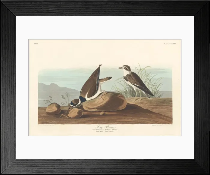 Framed Print : Ring Plover, 1836. Creator: Robert Havell Framed Print : Ring Plover, 1836. Creator: Robert Havell