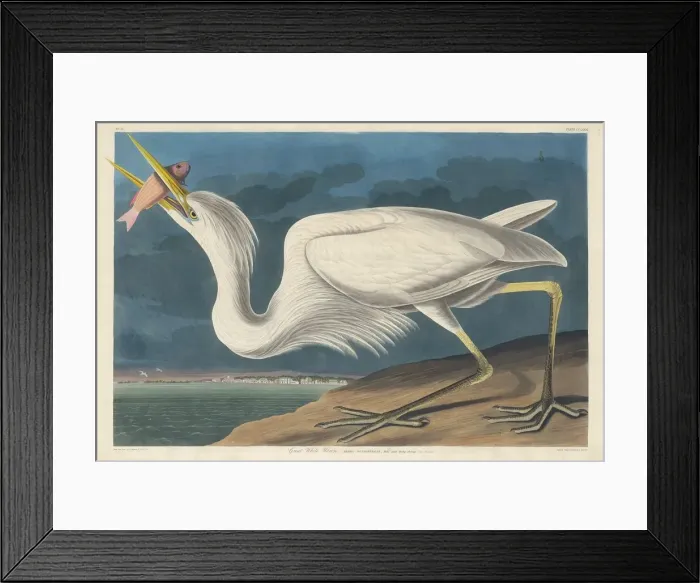 Framed Print : Great White Heron, 1835. Creator: Robert Havell Framed Print : Great White Heron, 1835. Creator: Robert Havell