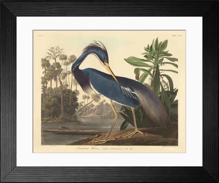Framed Print : Louisiana Heron, 1834. Creator: Robert Havell Framed Print : Louisiana Heron, 1834. Creator: Robert Havell