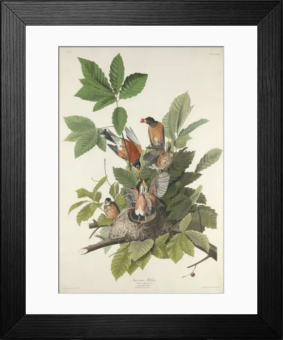Framed Print : American Robin, 1832. Creator: Robert Havell Framed Print : American Robin, 1832. Creator: Robert Havell