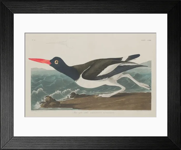 Framed Print : Pied Oyster-Catcher, 1834. Creator: Robert Havell Framed Print : Pied Oyster-Catcher, 1834. Creator: Robert Havell
