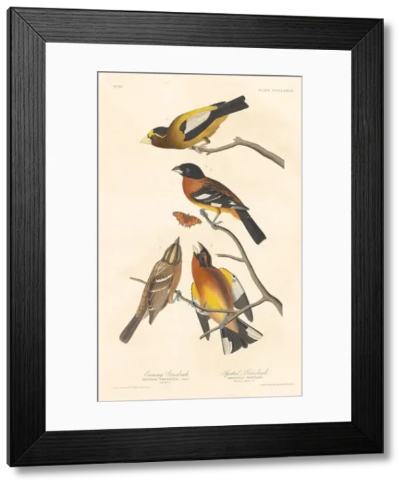 Framed Print : Evening Grosbeak and Spotted Grosbeak, 1837. Creator: Robert Havell Framed Print : Evening Grosbeak and Spotted Grosbeak, 1837. Creator: Robert Havell