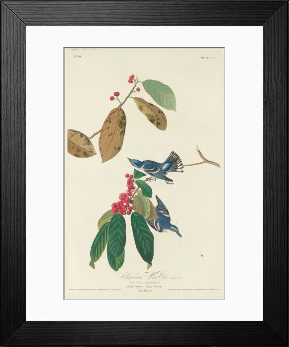 Framed Print : Cerulean Warbler, 1828. Creator: Robert Havell Framed Print : Cerulean Warbler, 1828. Creator: Robert Havell