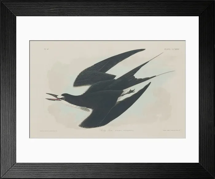 Framed Print : Sooty Tern, 1834. Creator: Robert Havell Framed Print : Sooty Tern, 1834. Creator: Robert Havell