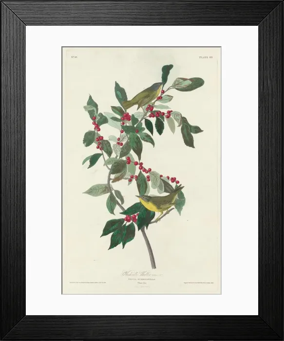 Framed Print : Nashville Warbler, 1830. Creator: Robert Havell Framed Print : Nashville Warbler, 1830. Creator: Robert Havell