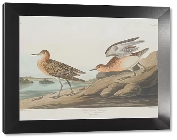 Buff-breasted Sandpiper, 1835. Creator: Robert Havell