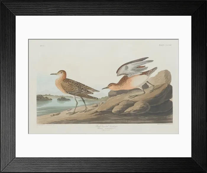 Framed Print : Buff-breasted Sandpiper, 1835. Creator: Robert Havell Framed Print : Buff-breasted Sandpiper, 1835. Creator: Robert Havell