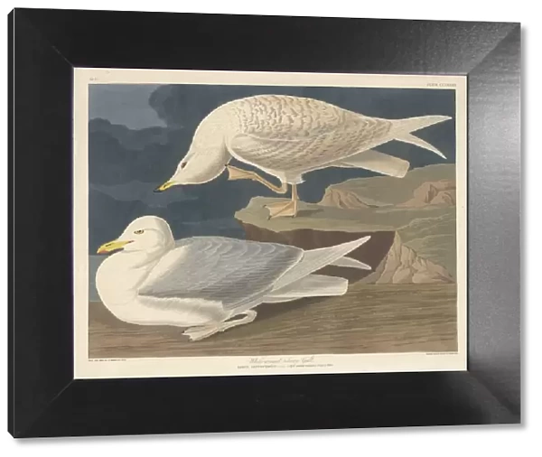 White-winged Silvery Gull, 1835. Creator: Robert Havell